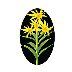 Image showing Vector illustration of yellow solidago flowers with green leafs 