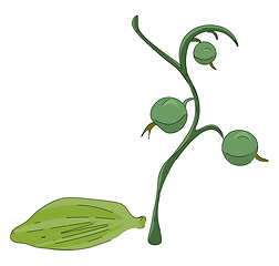 Image showing Painting of the cardamom plant vector or color illustration