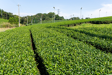 Image showing Green tea garden