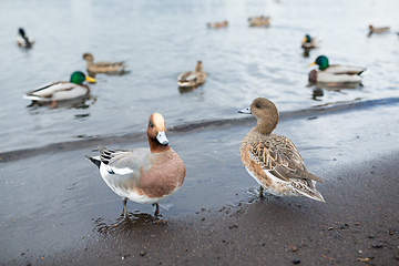 Image showing Ducks and lake