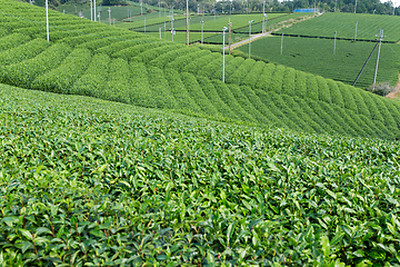 Image showing Fresh green tea plantation farm