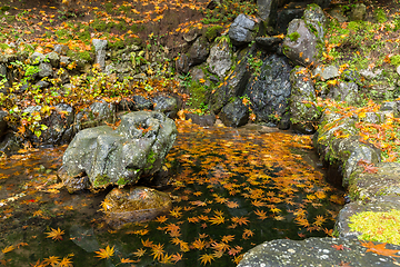 Image showing Beautiful maple landscape