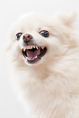 Image showing Pomeranian feeling angry