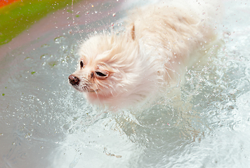 Image showing White dog shaking off water