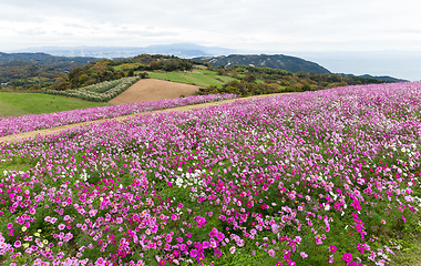 Image showing Cosmos flower farm