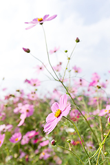 Image showing Cosmos flowers blooming in the garden