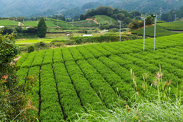 Image showing Fresh Green Tea field