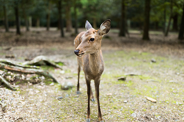 Image showing Nara deer