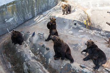 Image showing Cute Bear in zoo park