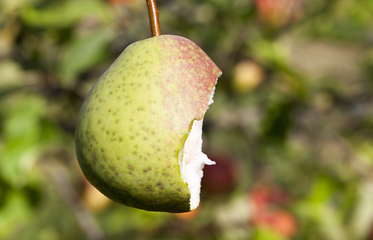 Image showing bite pear