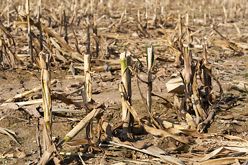 Image showing maize plants