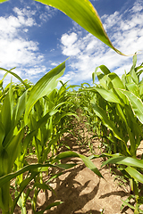 Image showing row with corn