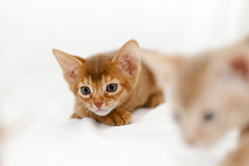 Image showing kittens Abyssinian