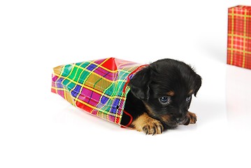Image showing  Puppy in  gift bag