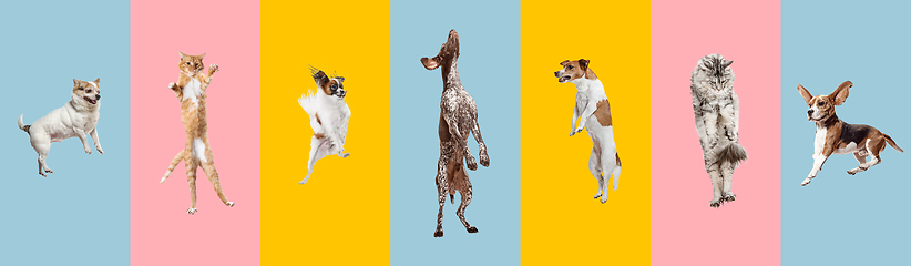 Image showing Creative collage of different breeds of dogs jumping and playing on colorful background