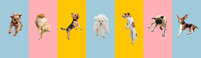 Image showing Creative collage of different breeds of dogs jumping and playing on colorful background