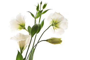 Image showing Isolated white flowers