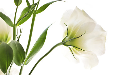 Image showing Isolated white flowers