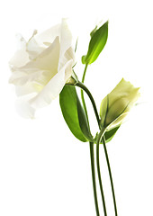 Image showing Isolated white flowers