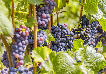 Image showing blue grapes closeup