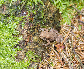 Image showing small common toad