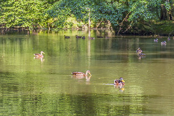 Image showing Wild ducks swimming in a pond