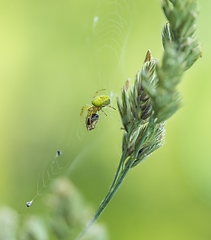 Image showing spider with prey