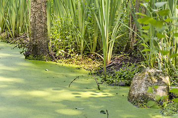 Image showing sunny wetland scenery