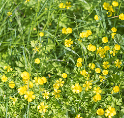 Image showing wildflowers at spring time