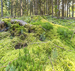 Image showing sunny forest scenery