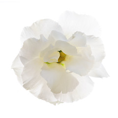 Image showing Isolated white flower