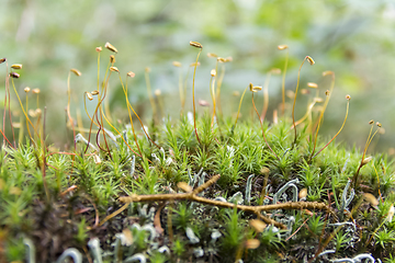 Image showing moss spores closeup