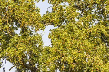 Image showing pear tree detail