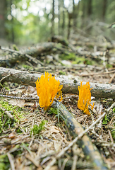 Image showing orange coral fungi