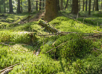 Image showing sunny forest scenery