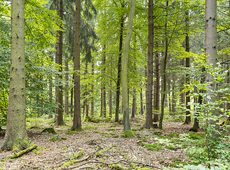 Image showing idyllic forest scenery