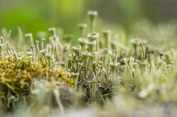 Image showing cup lichen vegetation closeup