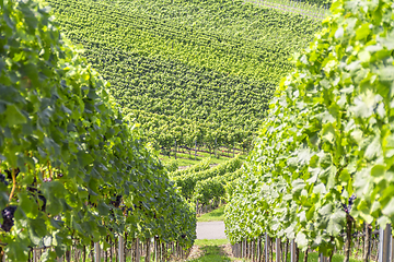 Image showing sunny vineyard scenery