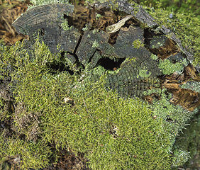 Image showing rotting tree trunk closeup