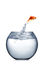 Image showing goldfish jumping out of the water