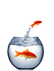 Image showing goldfish jumping out of the water