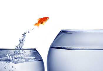 Image showing goldfish jumping out of the water