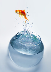 Image showing goldfish jumping out of the water