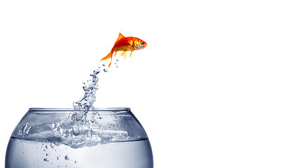 Image showing goldfish jumping out of the water