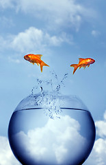 Image showing goldfish jumping out of the water