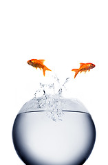 Image showing goldfish jumping out of the water