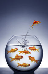 Image showing goldfish jumping out of the water 