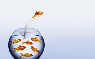 Image showing goldfish jumping out of the water from a  crowded bowl