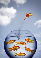 Image showing goldfish jumping out of the water from a  crowded bowl