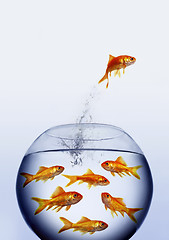 Image showing Goldfish jumping